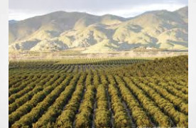 California Seizes $123.5M in Illegal Cannabis